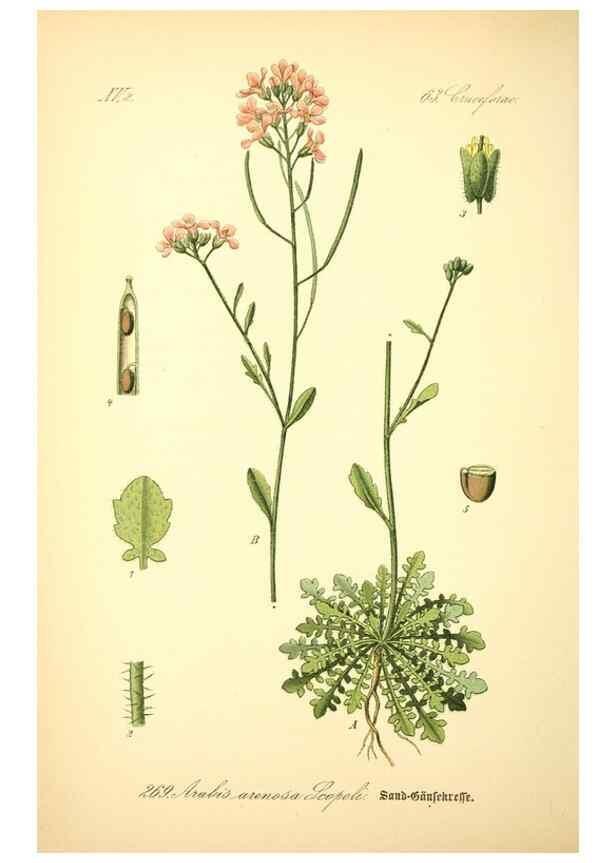 Reproducción/Reproduction 27065105731: Prof. Dr. Thomé's Flora von Deutschland, Österreich und der Schweiz, in Wort und Bild, für Schule und Haus ; mit ... Tafeln ... von Walter Müller.. Gera-Untermhaus :F.E. Köhler,1886-1934.
