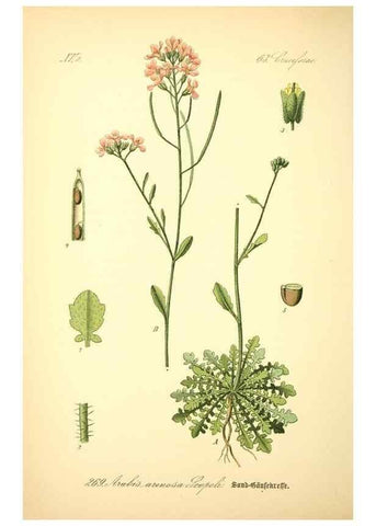 Reproducción/Reproduction 27065105731: Prof. Dr. Thomé's Flora von Deutschland, Österreich und der Schweiz, in Wort und Bild, für Schule und Haus ; mit ... Tafeln ... von Walter Müller.. Gera-Untermhaus :F.E. Köhler,1886-1934.