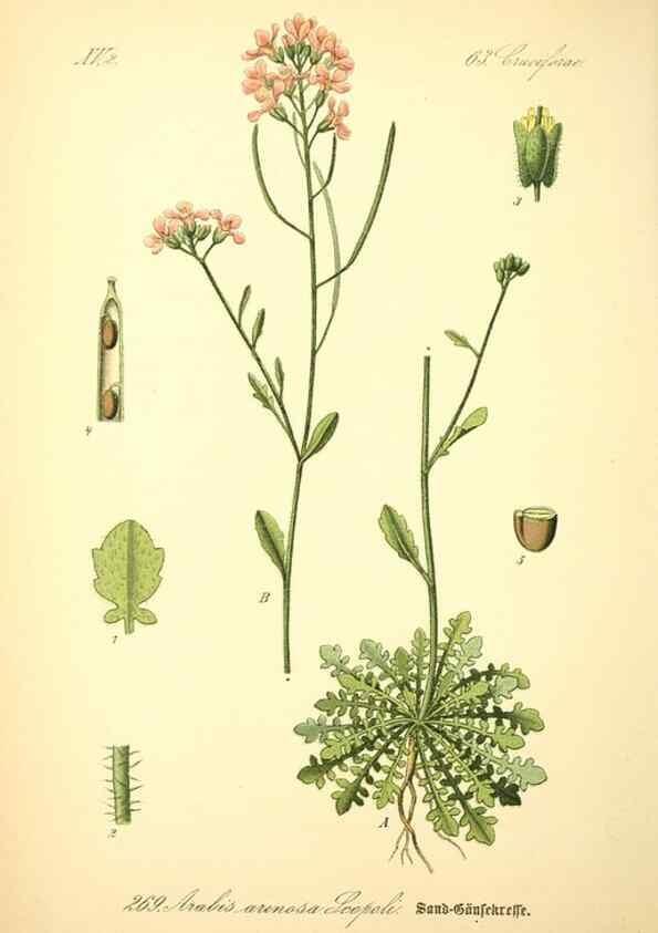 Reproducción/Reproduction 27065105731: Prof. Dr. Thomé's Flora von Deutschland, Österreich und der Schweiz, in Wort und Bild, für Schule und Haus ; mit ... Tafeln ... von Walter Müller.. Gera-Untermhaus :F.E. Köhler,1886-1934.