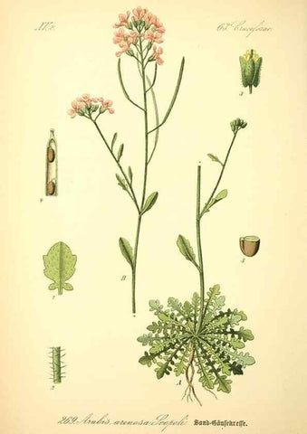 Reproducción/Reproduction 27065105731: Prof. Dr. Thomé's Flora von Deutschland, Österreich und der Schweiz, in Wort und Bild, für Schule und Haus ; mit ... Tafeln ... von Walter Müller.. Gera-Untermhaus :F.E. Köhler,1886-1934.