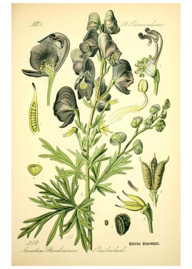 Reproducción/Reproduction 27100140496: Prof. Dr. Thomé's Flora von Deutschland, Österreich und der Schweiz, in Wort und Bild, für Schule und Haus ; mit ... Tafeln ... von Walter Müller.. Gera-Untermhaus :F.E. Köhler,1886-1934.