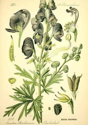 Reproducción/Reproduction 27100140496: Prof. Dr. Thomé's Flora von Deutschland, Österreich und der Schweiz, in Wort und Bild, für Schule und Haus ; mit ... Tafeln ... von Walter Müller.. Gera-Untermhaus :F.E. Köhler,1886-1934.
