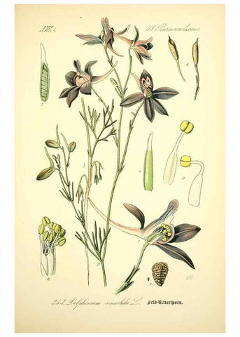 Reproducción/Reproduction 27038694702: Prof. Dr. Thomé's Flora von Deutschland, Österreich und der Schweiz, in Wort und Bild, für Schule und Haus ; mit ... Tafeln ... von Walter Müller.. Gera-Untermhaus :F.E. Köhler,1886-1934.