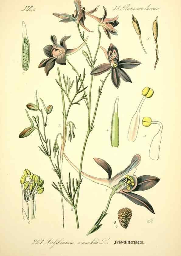 Reproducción/Reproduction 27038694702: Prof. Dr. Thomé's Flora von Deutschland, Österreich und der Schweiz, in Wort und Bild, für Schule und Haus ; mit ... Tafeln ... von Walter Müller.. Gera-Untermhaus :F.E. Köhler,1886-1934.
