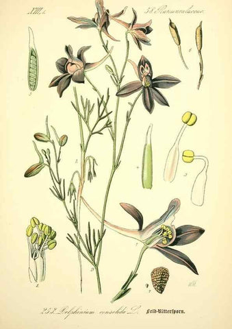 Reproducción/Reproduction 27038694702: Prof. Dr. Thomé's Flora von Deutschland, Österreich und der Schweiz, in Wort und Bild, für Schule und Haus ; mit ... Tafeln ... von Walter Müller.. Gera-Untermhaus :F.E. Köhler,1886-1934.
