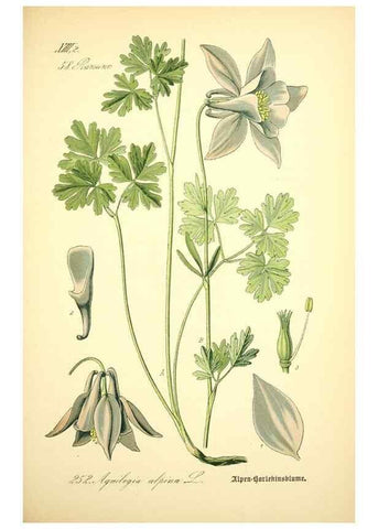 Reproducción/Reproduction 26859178000: Prof. Dr. Thomé's Flora von Deutschland, Österreich und der Schweiz, in Wort und Bild, für Schule und Haus ; mit ... Tafeln ... von Walter Müller.. Gera-Untermhaus :F.E. Köhler,1886-1934.