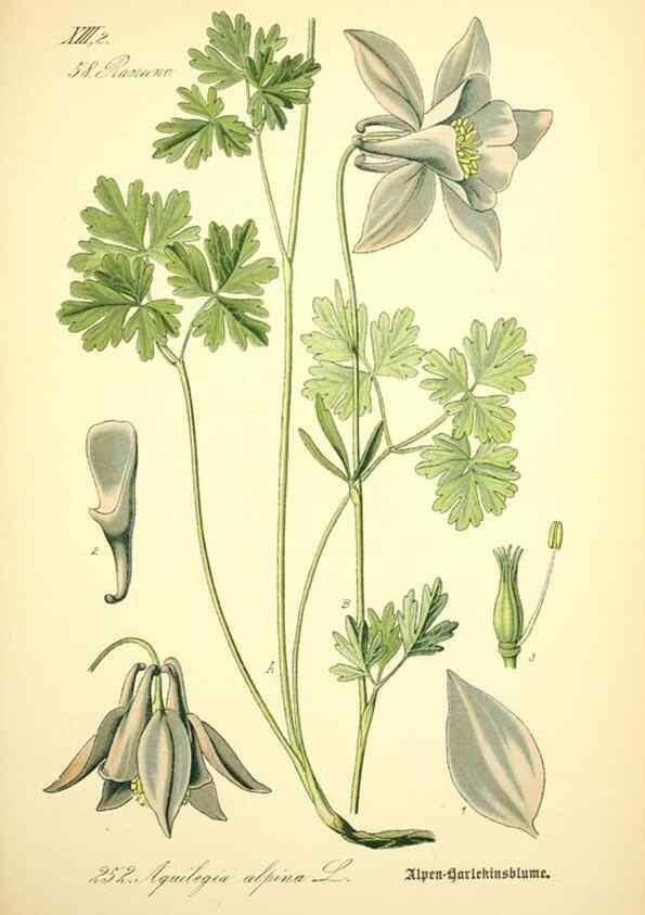 Reproducción/Reproduction 26859178000: Prof. Dr. Thomé's Flora von Deutschland, Österreich und der Schweiz, in Wort und Bild, für Schule und Haus ; mit ... Tafeln ... von Walter Müller.. Gera-Untermhaus :F.E. Köhler,1886-1934.
