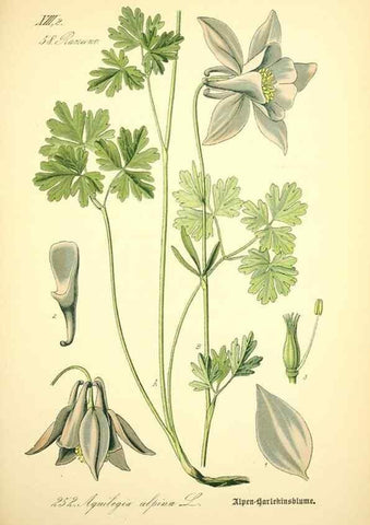 Reproducción/Reproduction 26859178000: Prof. Dr. Thomé's Flora von Deutschland, Österreich und der Schweiz, in Wort und Bild, für Schule und Haus ; mit ... Tafeln ... von Walter Müller.. Gera-Untermhaus :F.E. Köhler,1886-1934.