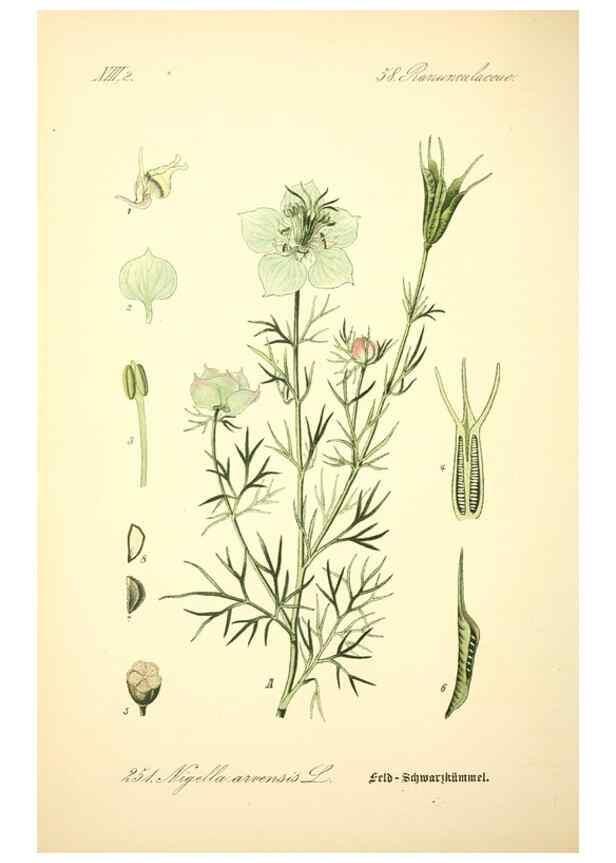Reproducción/Reproduction 27065072921: Prof. Dr. Thomé's Flora von Deutschland, Österreich und der Schweiz, in Wort und Bild, für Schule und Haus ; mit ... Tafeln ... von Walter Müller.. Gera-Untermhaus :F.E. Köhler,1886-1934.