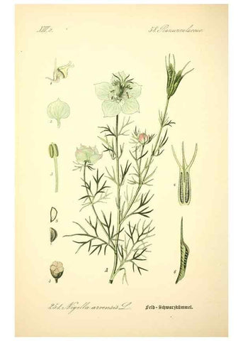 Reproducción/Reproduction 27065072921: Prof. Dr. Thomé's Flora von Deutschland, Österreich und der Schweiz, in Wort und Bild, für Schule und Haus ; mit ... Tafeln ... von Walter Müller.. Gera-Untermhaus :F.E. Köhler,1886-1934.