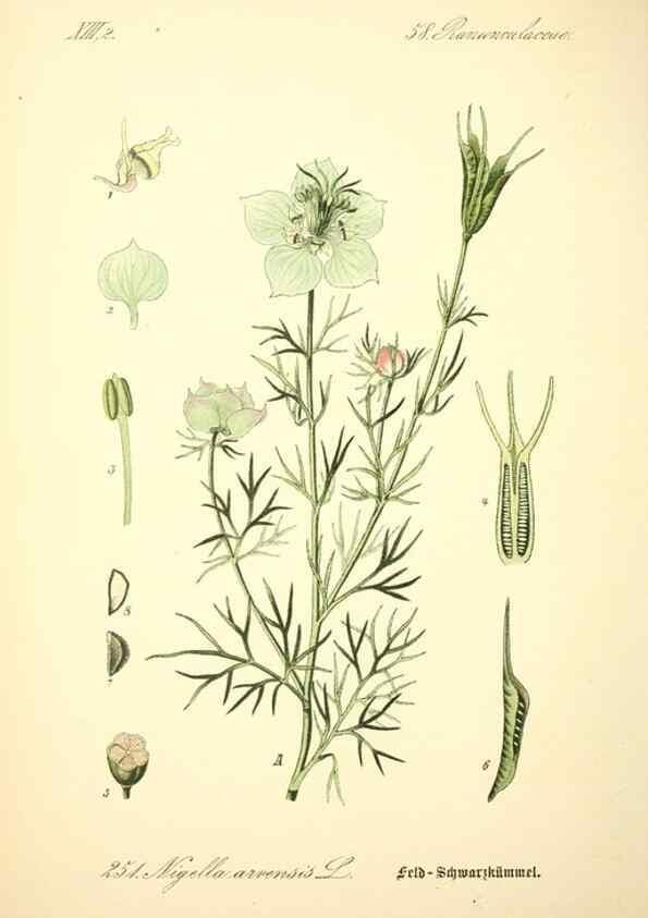 Reproducción/Reproduction 27065072921: Prof. Dr. Thomé's Flora von Deutschland, Österreich und der Schweiz, in Wort und Bild, für Schule und Haus ; mit ... Tafeln ... von Walter Müller.. Gera-Untermhaus :F.E. Köhler,1886-1934.