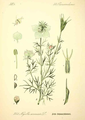 Reproducción/Reproduction 27065072921: Prof. Dr. Thomé's Flora von Deutschland, Österreich und der Schweiz, in Wort und Bild, für Schule und Haus ; mit ... Tafeln ... von Walter Müller.. Gera-Untermhaus :F.E. Köhler,1886-1934.