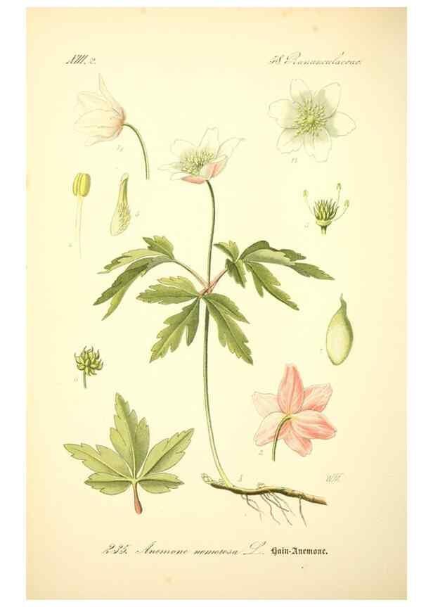 Reproducción/Reproduction 27133653055: Prof. Dr. Thomé's Flora von Deutschland, Österreich und der Schweiz, in Wort und Bild, für Schule und Haus ; mit ... Tafeln ... von Walter Müller.. Gera-Untermhaus :F.E. Köhler,1886-1934.