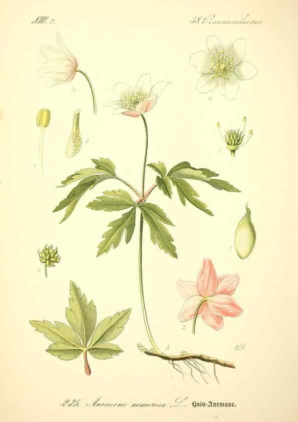 Reproducción/Reproduction 27133653055: Prof. Dr. Thomé's Flora von Deutschland, Österreich und der Schweiz, in Wort und Bild, für Schule und Haus ; mit ... Tafeln ... von Walter Müller.. Gera-Untermhaus :F.E. Köhler,1886-1934.