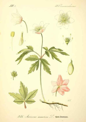 Reproducción/Reproduction 27133653055: Prof. Dr. Thomé's Flora von Deutschland, Österreich und der Schweiz, in Wort und Bild, für Schule und Haus ; mit ... Tafeln ... von Walter Müller.. Gera-Untermhaus :F.E. Köhler,1886-1934.