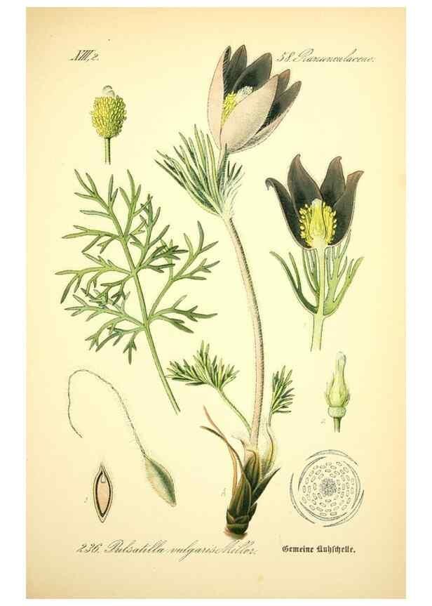 Reproducción/Reproduction 27038639352: Prof. Dr. Thomé's Flora von Deutschland, Österreich und der Schweiz, in Wort und Bild, für Schule und Haus ; mit ... Tafeln ... von Walter Müller.. Gera-Untermhaus :F.E. Köhler,1886-1934.