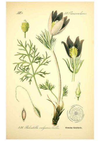 Reproducción/Reproduction 27038639352: Prof. Dr. Thomé's Flora von Deutschland, Österreich und der Schweiz, in Wort und Bild, für Schule und Haus ; mit ... Tafeln ... von Walter Müller.. Gera-Untermhaus :F.E. Köhler,1886-1934.