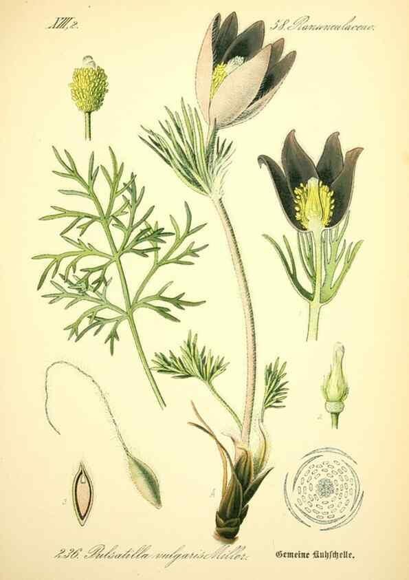 Reproducción/Reproduction 27038639352: Prof. Dr. Thomé's Flora von Deutschland, Österreich und der Schweiz, in Wort und Bild, für Schule und Haus ; mit ... Tafeln ... von Walter Müller.. Gera-Untermhaus :F.E. Köhler,1886-1934.