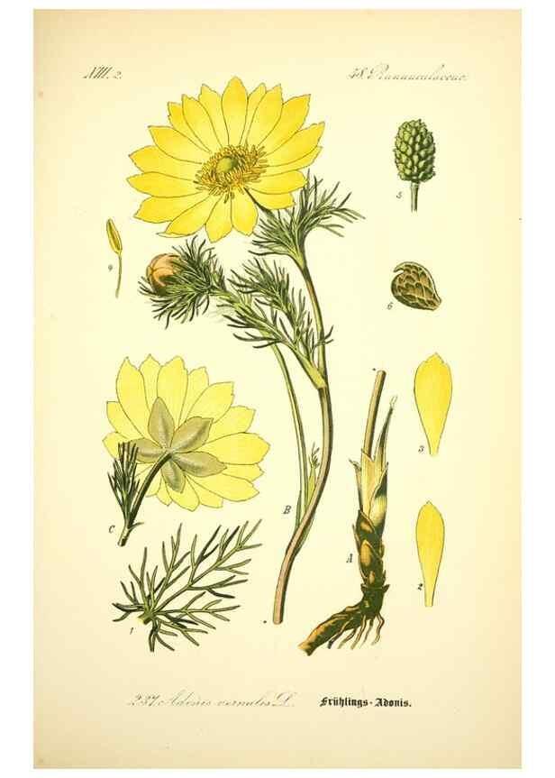 Reproducción/Reproduction 26527693104: Prof. Dr. Thomé's Flora von Deutschland, Österreich und der Schweiz, in Wort und Bild, für Schule und Haus ; mit ... Tafeln ... von Walter Müller.. Gera-Untermhaus :F.E. Köhler,1886-1934.
