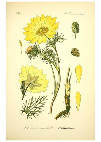 Reproducción/Reproduction 26527693104: Prof. Dr. Thomé's Flora von Deutschland, Österreich und der Schweiz, in Wort und Bild, für Schule und Haus ; mit ... Tafeln ... von Walter Müller.. Gera-Untermhaus :F.E. Köhler,1886-1934.