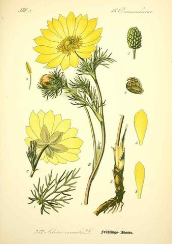 Reproducción/Reproduction 26527693104: Prof. Dr. Thomé's Flora von Deutschland, Österreich und der Schweiz, in Wort und Bild, für Schule und Haus ; mit ... Tafeln ... von Walter Müller.. Gera-Untermhaus :F.E. Köhler,1886-1934.