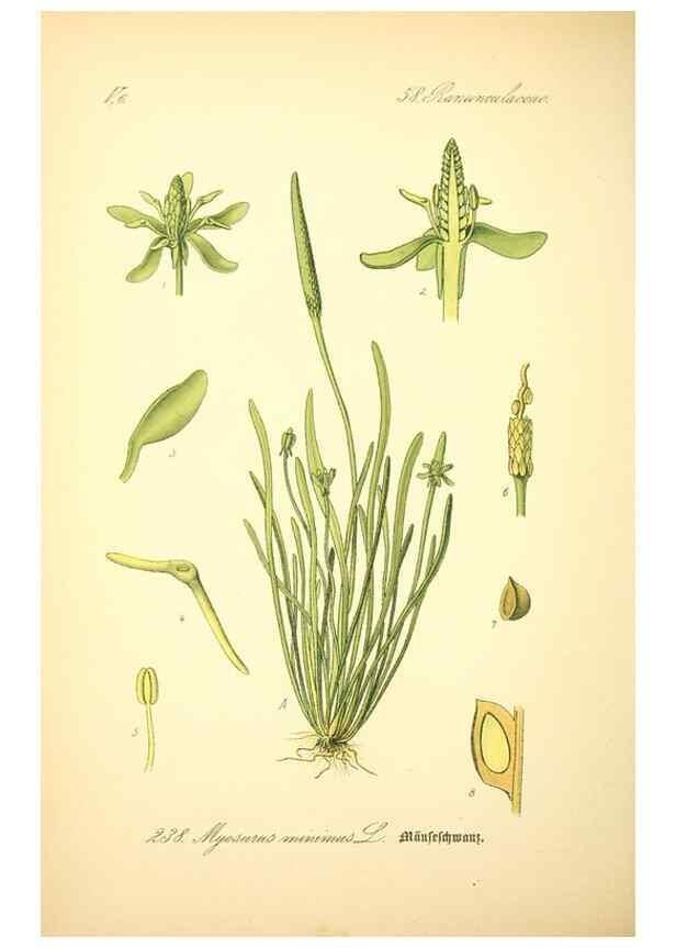 Reproducción/Reproduction 27065043051: Prof. Dr. Thomé's Flora von Deutschland, Österreich und der Schweiz, in Wort und Bild, für Schule und Haus ; mit ... Tafeln ... von Walter Müller.. Gera-Untermhaus :F.E. Köhler,1886-1934.