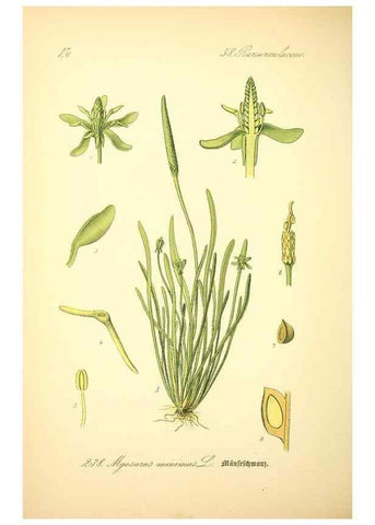 Reproducción/Reproduction 27065043051: Prof. Dr. Thomé's Flora von Deutschland, Österreich und der Schweiz, in Wort und Bild, für Schule und Haus ; mit ... Tafeln ... von Walter Müller.. Gera-Untermhaus :F.E. Köhler,1886-1934.
