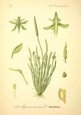 Reproducción/Reproduction 27065043051: Prof. Dr. Thomé's Flora von Deutschland, Österreich und der Schweiz, in Wort und Bild, für Schule und Haus ; mit ... Tafeln ... von Walter Müller.. Gera-Untermhaus :F.E. Köhler,1886-1934.