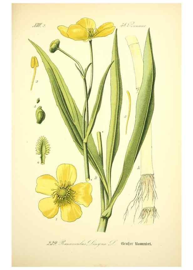 Reproducción/Reproduction 26859117640: Prof. Dr. Thomé's Flora von Deutschland, Österreich und der Schweiz, in Wort und Bild, für Schule und Haus ; mit ... Tafeln ... von Walter Müller.. Gera-Untermhaus :F.E. Köhler,1886-1934.