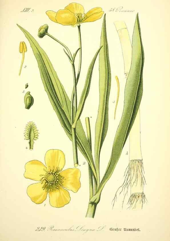 Reproducción/Reproduction 26859117640: Prof. Dr. Thomé's Flora von Deutschland, Österreich und der Schweiz, in Wort und Bild, für Schule und Haus ; mit ... Tafeln ... von Walter Müller.. Gera-Untermhaus :F.E. Köhler,1886-1934.
