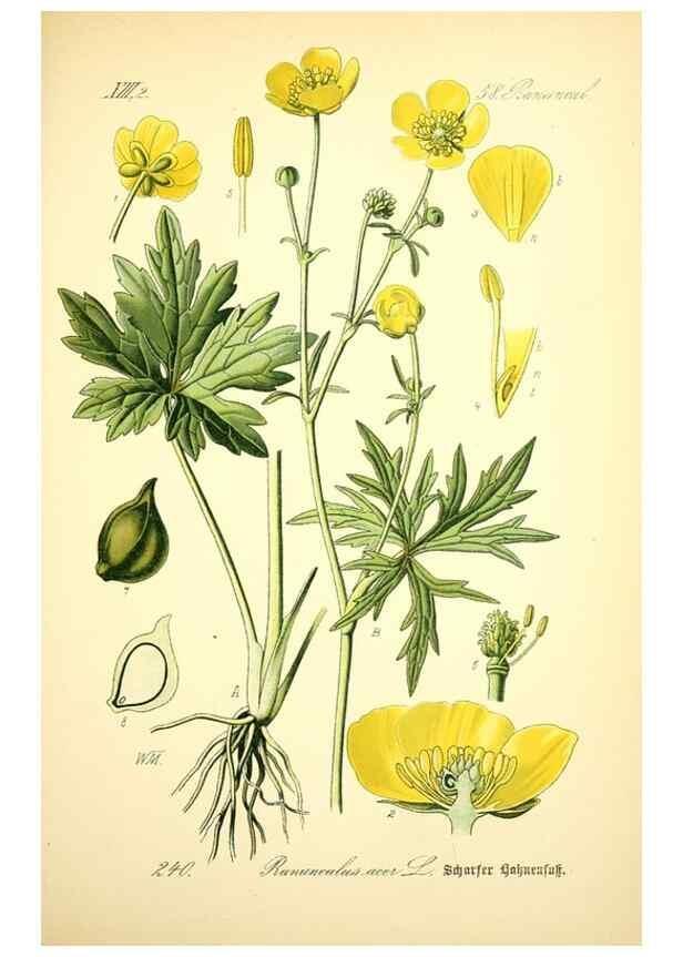 Reproducción/Reproduction 27038651562: Prof. Dr. Thomé's Flora von Deutschland, Österreich und der Schweiz, in Wort und Bild, für Schule und Haus ; mit ... Tafeln ... von Walter Müller.. Gera-Untermhaus :F.E. Köhler,1886-1934.