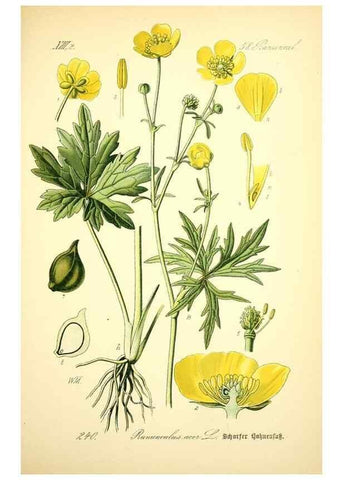 Reproducción/Reproduction 27038651562: Prof. Dr. Thomé's Flora von Deutschland, Österreich und der Schweiz, in Wort und Bild, für Schule und Haus ; mit ... Tafeln ... von Walter Müller.. Gera-Untermhaus :F.E. Köhler,1886-1934.