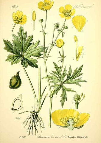 Reproducción/Reproduction 27038651562: Prof. Dr. Thomé's Flora von Deutschland, Österreich und der Schweiz, in Wort und Bild, für Schule und Haus ; mit ... Tafeln ... von Walter Müller.. Gera-Untermhaus :F.E. Köhler,1886-1934.