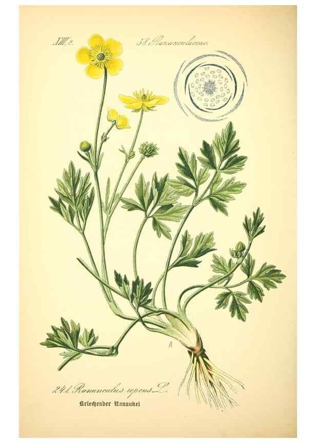 Reproducción/Reproduction 26859126890: Prof. Dr. Thomé's Flora von Deutschland, Österreich und der Schweiz, in Wort und Bild, für Schule und Haus ; mit ... Tafeln ... von Walter Müller.. Gera-Untermhaus :F.E. Köhler,1886-1934.