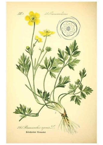 Reproducción/Reproduction 26859126890: Prof. Dr. Thomé's Flora von Deutschland, Österreich und der Schweiz, in Wort und Bild, für Schule und Haus ; mit ... Tafeln ... von Walter Müller.. Gera-Untermhaus :F.E. Köhler,1886-1934.