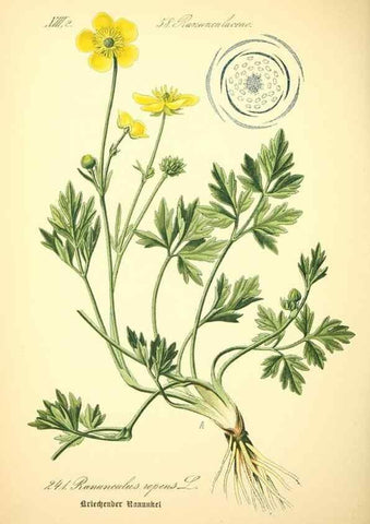 Reproducción/Reproduction 26859126890: Prof. Dr. Thomé's Flora von Deutschland, Österreich und der Schweiz, in Wort und Bild, für Schule und Haus ; mit ... Tafeln ... von Walter Müller.. Gera-Untermhaus :F.E. Köhler,1886-1934.