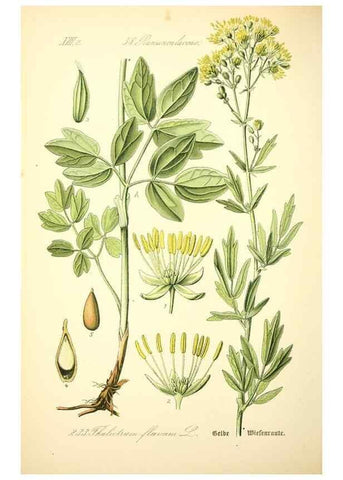 Reproducción/Reproduction 27038630172: Prof. Dr. Thomé's Flora von Deutschland, Österreich und der Schweiz, in Wort und Bild, für Schule und Haus ; mit ... Tafeln ... von Walter Müller.. Gera-Untermhaus :F.E. Köhler,1886-1934.