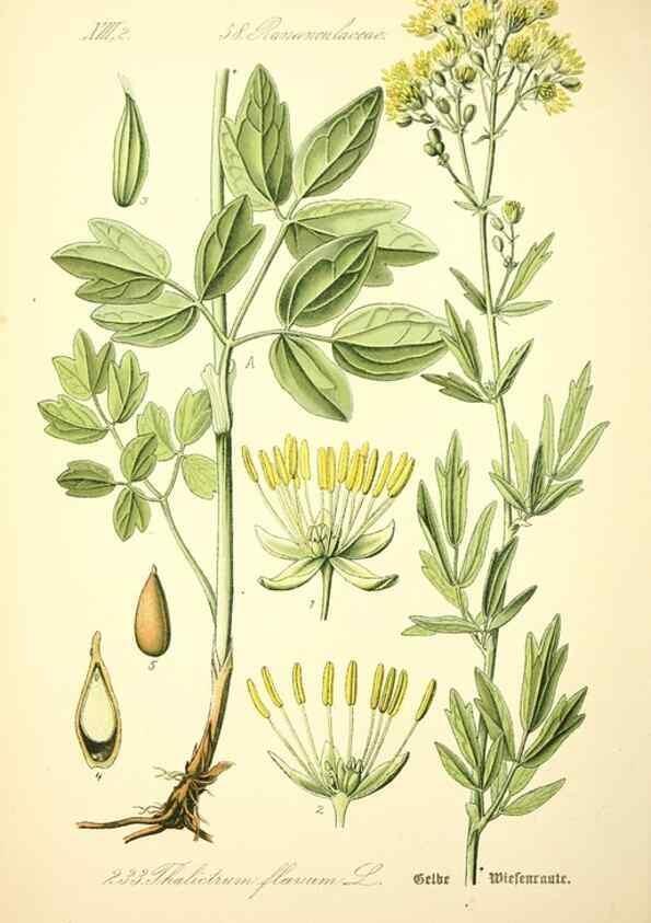 Reproducción/Reproduction 27038630172: Prof. Dr. Thomé's Flora von Deutschland, Österreich und der Schweiz, in Wort und Bild, für Schule und Haus ; mit ... Tafeln ... von Walter Müller.. Gera-Untermhaus :F.E. Köhler,1886-1934.