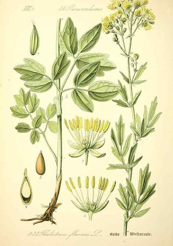 Reproducción/Reproduction 27038630172: Prof. Dr. Thomé's Flora von Deutschland, Österreich und der Schweiz, in Wort und Bild, für Schule und Haus ; mit ... Tafeln ... von Walter Müller.. Gera-Untermhaus :F.E. Köhler,1886-1934.