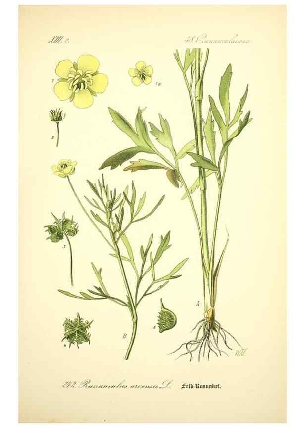 Reproducción/Reproduction 27133675015: Prof. Dr. Thomé's Flora von Deutschland, Österreich und der Schweiz, in Wort und Bild, für Schule und Haus ; mit ... Tafeln ... von Walter Müller.. Gera-Untermhaus :F.E. Köhler,1886-1934.
