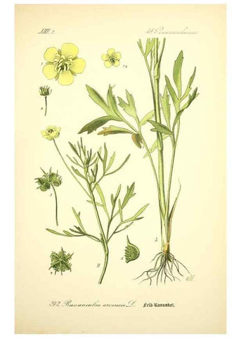 Reproducción/Reproduction 27133675015: Prof. Dr. Thomé's Flora von Deutschland, Österreich und der Schweiz, in Wort und Bild, für Schule und Haus ; mit ... Tafeln ... von Walter Müller.. Gera-Untermhaus :F.E. Köhler,1886-1934.