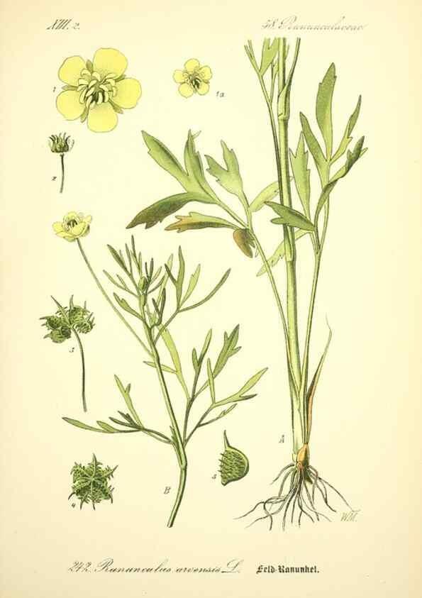 Reproducción/Reproduction 27133675015: Prof. Dr. Thomé's Flora von Deutschland, Österreich und der Schweiz, in Wort und Bild, für Schule und Haus ; mit ... Tafeln ... von Walter Müller.. Gera-Untermhaus :F.E. Köhler,1886-1934.