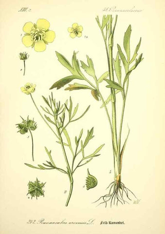 Reproducción/Reproduction 27133675015: Prof. Dr. Thomé's Flora von Deutschland, Österreich und der Schweiz, in Wort und Bild, für Schule und Haus ; mit ... Tafeln ... von Walter Müller.. Gera-Untermhaus :F.E. Köhler,1886-1934.