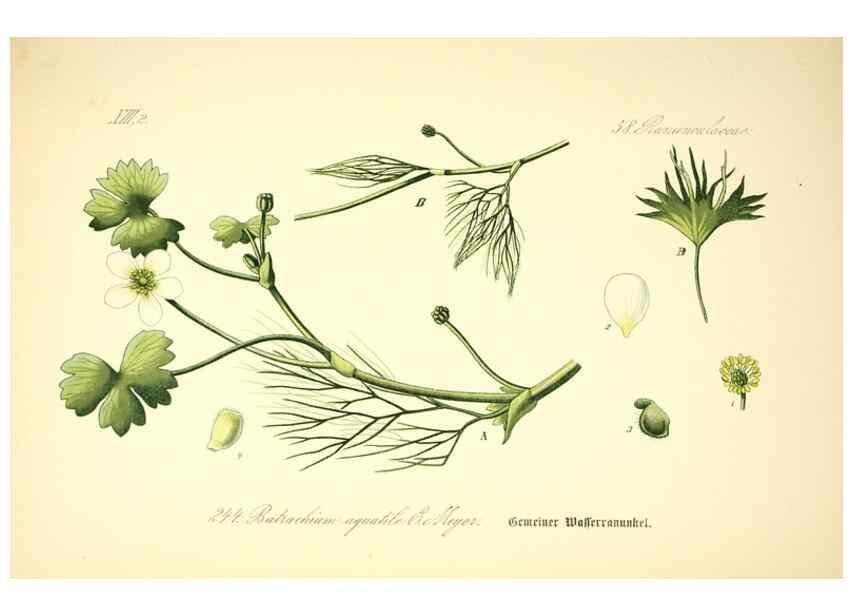 Reproducción/Reproduction 27065055311: Prof. Dr. Thomé's Flora von Deutschland, Österreich und der Schweiz, in Wort und Bild, für Schule und Haus ; mit ... Tafeln ... von Walter Müller.. Gera-Untermhaus :F.E. Köhler,1886-1934.