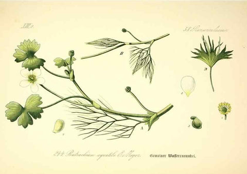 Reproducción/Reproduction 27065055311: Prof. Dr. Thomé's Flora von Deutschland, Österreich und der Schweiz, in Wort und Bild, für Schule und Haus ; mit ... Tafeln ... von Walter Müller.. Gera-Untermhaus :F.E. Köhler,1886-1934.