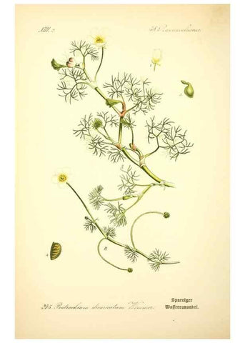 Reproducción/Reproduction 27065057511: Prof. Dr. Thomé's Flora von Deutschland, Österreich und der Schweiz, in Wort und Bild, für Schule und Haus ; mit ... Tafeln ... von Walter Müller.. Gera-Untermhaus :F.E. Köhler,1886-1934.