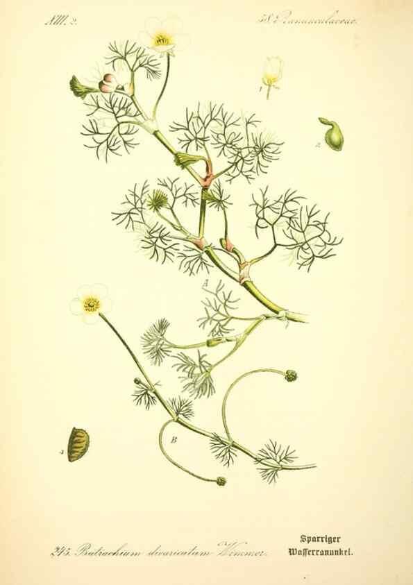 Reproducción/Reproduction 27065057511: Prof. Dr. Thomé's Flora von Deutschland, Österreich und der Schweiz, in Wort und Bild, für Schule und Haus ; mit ... Tafeln ... von Walter Müller.. Gera-Untermhaus :F.E. Köhler,1886-1934.