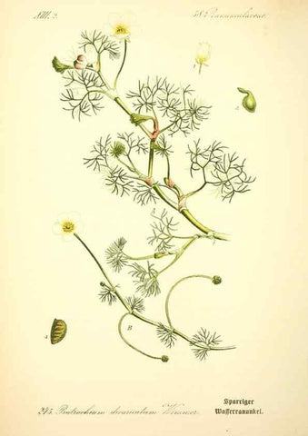 Reproducción/Reproduction 27065057511: Prof. Dr. Thomé's Flora von Deutschland, Österreich und der Schweiz, in Wort und Bild, für Schule und Haus ; mit ... Tafeln ... von Walter Müller.. Gera-Untermhaus :F.E. Köhler,1886-1934.