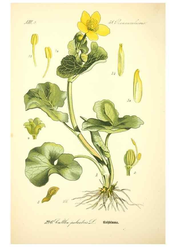 Reproducción/Reproduction 27133689965: Prof. Dr. Thomé's Flora von Deutschland, Österreich und der Schweiz, in Wort und Bild, für Schule und Haus ; mit ... Tafeln ... von Walter Müller.. Gera-Untermhaus :F.E. Köhler,1886-1934.