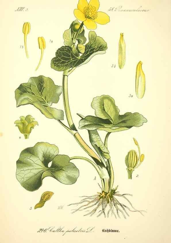 Reproducción/Reproduction 27133689965: Prof. Dr. Thomé's Flora von Deutschland, Österreich und der Schweiz, in Wort und Bild, für Schule und Haus ; mit ... Tafeln ... von Walter Müller.. Gera-Untermhaus :F.E. Köhler,1886-1934.